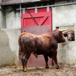 corrales (10)