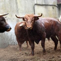 corrales (11)