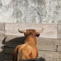 corrales (2)