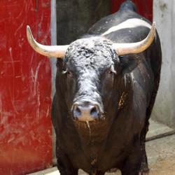corrales (6)