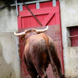 corrales (9)