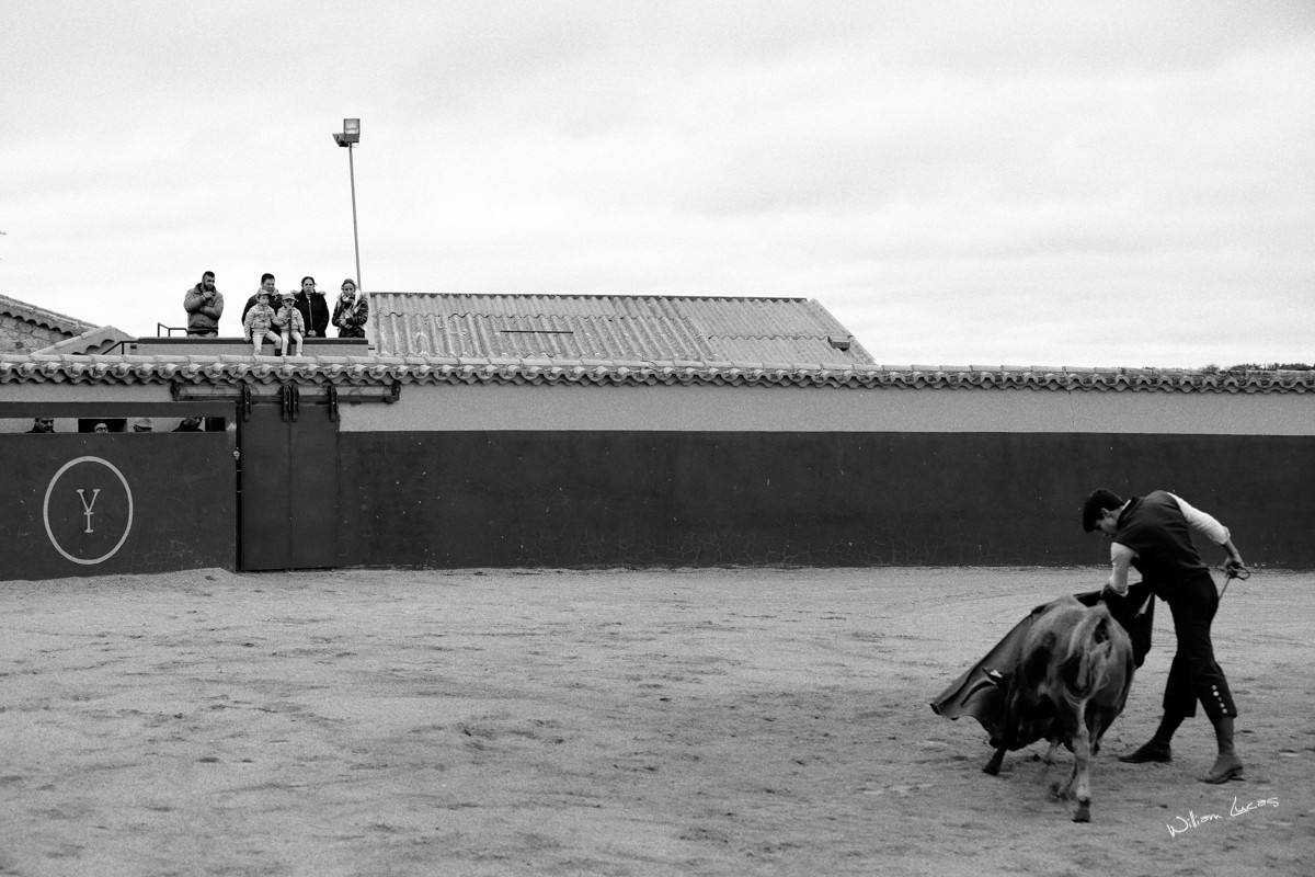 Tentadero miranda de pericalvo tri x 400 2017 william lucas