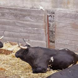 Toros de Los Bayones 2009©William LUCAS (1) 2014©William LUCAS