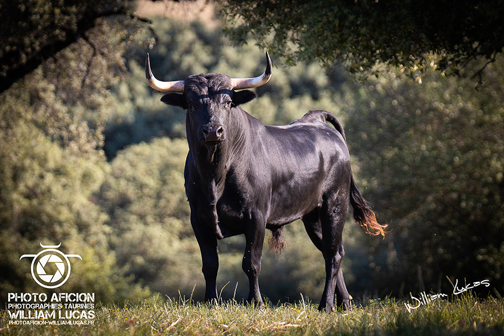 Ganaderia albaserrada 2019 william lucas 24