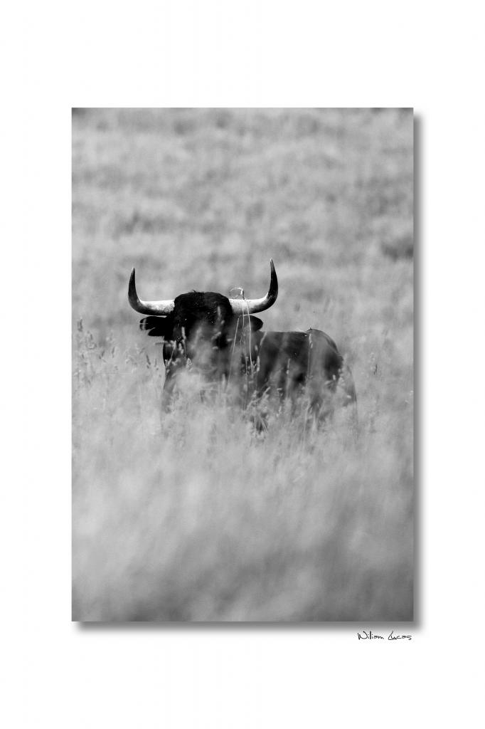 toro-camino-de-santiago-2013-william-lucas-1.jpg