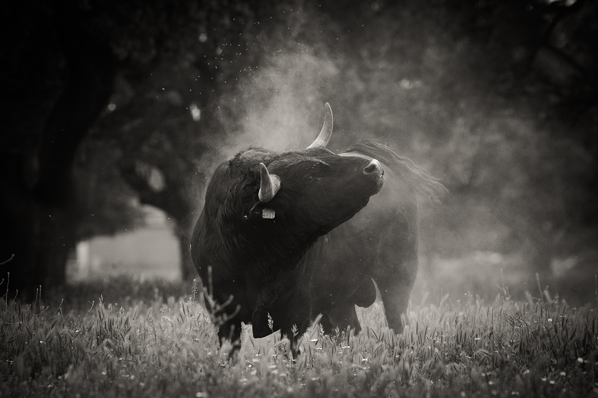 Toro ganaderia Barcial 2018©William LUCAS redim